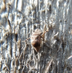 Cicadellidae (family) at Dunlop, ACT - 7 Sep 2018 03:05 PM