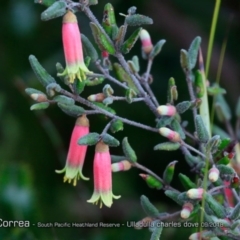 Correa reflexa var. speciosa at South Pacific Heathland Reserve - 31 Aug 2018 by CharlesDove