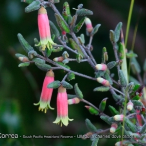 Correa reflexa var. speciosa at South Pacific Heathland Reserve - 31 Aug 2018 12:00 AM