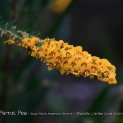 Dillwynia floribunda (Flowery Parrot-pea, Showy Parrot-pea) at South Pacific Heathland Reserve - 31 Aug 2018 by CharlesDove