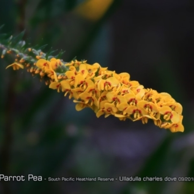 Dillwynia floribunda (Flowery Parrot-pea, Showy Parrot-pea) at South Pacific Heathland Reserve - 31 Aug 2018 by CharlesDove