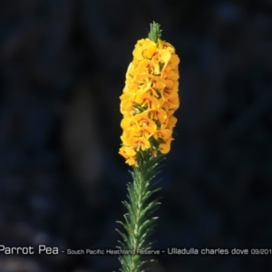 Dillwynia floribunda at South Pacific Heathland Reserve - 31 Aug 2018