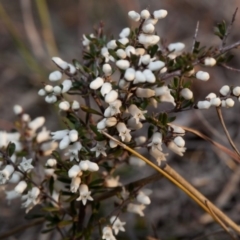 Cryptandra amara (Bitter Cryptandra) at Murrumbateman, NSW - 9 Sep 2018 by SallyandPeter