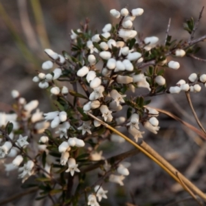 Cryptandra amara at Murrumbateman, NSW - 9 Sep 2018