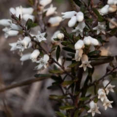 Cryptandra amara at Murrumbateman, NSW - 9 Sep 2018