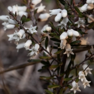 Cryptandra amara at Murrumbateman, NSW - 9 Sep 2018