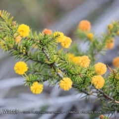 Acacia echinula (Hedgehog Wattle) at South Pacific Heathland Reserve - 31 Aug 2018 by CharlesDove