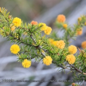 Acacia echinula at South Pacific Heathland Reserve - 31 Aug 2018