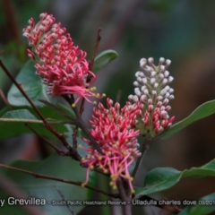 Grevillea macleayana (Jervis Bay grevillea) at South Pacific Heathland Reserve - 30 Aug 2018 by CharlesDove