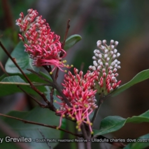 Grevillea macleayana at South Pacific Heathland Reserve - 31 Aug 2018