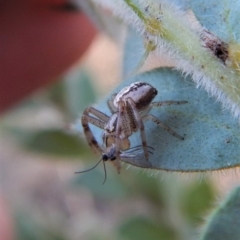 Australomisidia sp. (genus) (Flower spider) at Belconnen, ACT - 7 Sep 2018 by CathB