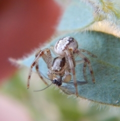 Australomisidia sp. (genus) at Belconnen, ACT - 7 Sep 2018