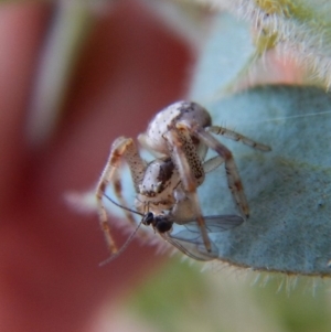 Australomisidia sp. (genus) at Belconnen, ACT - 7 Sep 2018