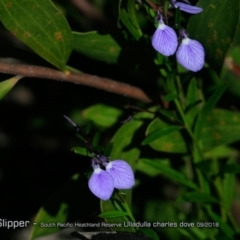 Hybanthus monopetalus (Slender Violet) at South Pacific Heathland Reserve - 31 Aug 2018 by CharlesDove