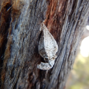 Hyalarcta nigrescens at Dunlop, ACT - 7 Sep 2018 04:14 PM