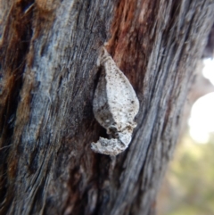 Hyalarcta nigrescens at Dunlop, ACT - 7 Sep 2018 04:14 PM