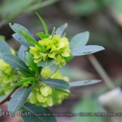 Dodonaea triquetra (Large-leaf Hop-Bush) at South Pacific Heathland Reserve - 30 Aug 2018 by CharlesDove