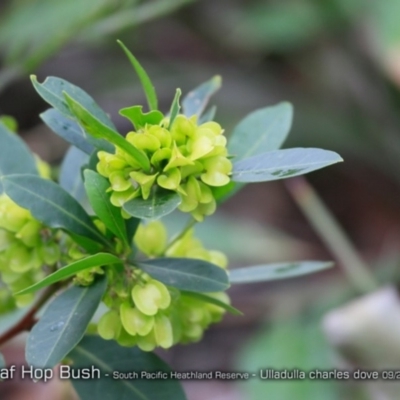 Dodonaea triquetra (Large-leaf Hop-Bush) at South Pacific Heathland Reserve - 31 Aug 2018 by CharlesDove