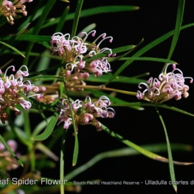 Grevillea patulifolia at South Pacific Heathland Reserve - 31 Aug 2018 by CharlesDove