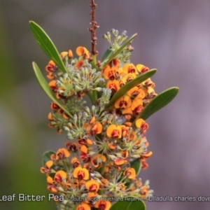 Daviesia mimosoides subsp. mimosoides at South Pacific Heathland Reserve - 31 Aug 2018 12:00 AM