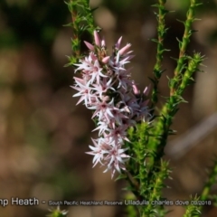 Sprengelia incarnata (Pink Swamp-heath) at South Pacific Heathland Reserve - 31 Aug 2018 by CharlesDove