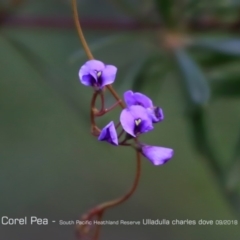 Hardenbergia violacea (False Sarsaparilla) at South Pacific Heathland Reserve - 31 Aug 2018 by CharlesDove