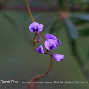 Hardenbergia violacea at South Pacific Heathland Reserve - 31 Aug 2018
