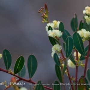 Acacia myrtifolia at South Pacific Heathland Reserve - 31 Aug 2018