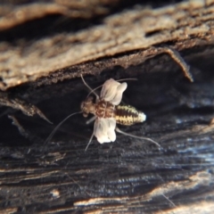 Psocodea 'Psocoptera' sp. (order) (Unidentified plant louse) at Belconnen, ACT - 8 Sep 2018 by CathB