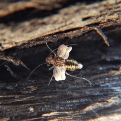 Psocodea 'Psocoptera' sp. (order) (Unidentified plant louse) at Belconnen, ACT - 9 Sep 2018 by CathB