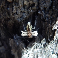 Psocodea 'Psocoptera' sp. (order) at Belconnen, ACT - 9 Sep 2018 09:33 AM