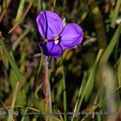 Patersonia sp. at South Pacific Heathland Reserve - 31 Aug 2018 by CharlesDove