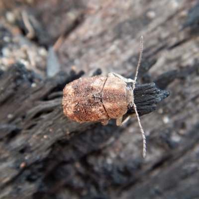 Cadmus (Cadmus) gigas (Leaf beetle) at Point 4598 - 9 Sep 2018 by CathB