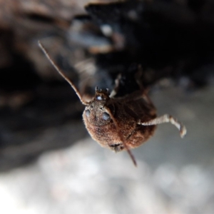 Cadmus (Cadmus) gigas at Point 4598 - 9 Sep 2018