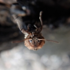 Cadmus (Cadmus) gigas at Point 4598 - 9 Sep 2018