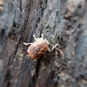 Cadmus (Cadmus) gigas at Point 4598 - 9 Sep 2018