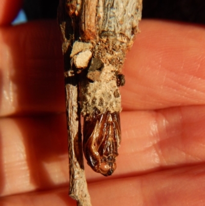 Clania ignobilis (Faggot Case Moth) at Mount Painter - 26 Mar 2018 by CathB