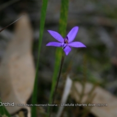 Glossodia major (Wax Lip Orchid) at South Pacific Heathland Reserve - 31 Aug 2018 by CharlesDove