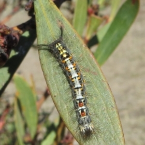 Acyphas semiochrea at Theodore, ACT - 9 Sep 2018