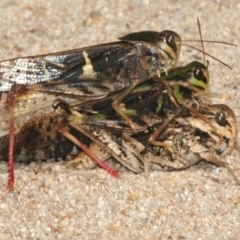 Gastrimargus musicus (Yellow-winged Locust or Grasshopper) at Rendezvous Creek, ACT - 28 Mar 2008 by Harrisi