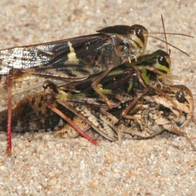 Gastrimargus musicus (Yellow-winged Locust or Grasshopper) at Namadgi National Park - 28 Mar 2008 by Harrisi