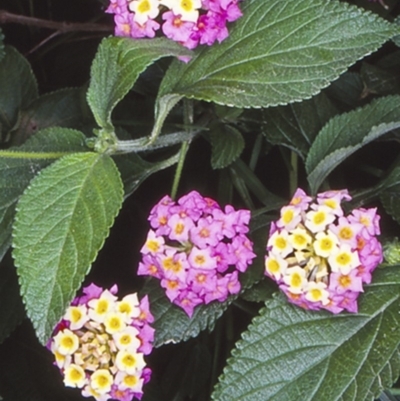 Lantana camara (Lantana) at Undefined - 5 Jun 1998 by BettyDonWood