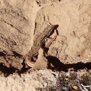 Ctenotus taeniolatus at Aranda, ACT - 9 Sep 2018 11:31 AM