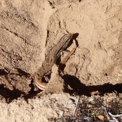 Ctenotus taeniolatus (Copper-tailed Skink) at Aranda, ACT - 9 Sep 2018 by Christine