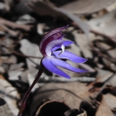 Cyanicula caerulea (Blue Fingers, Blue Fairies) at Aranda Bushland - 9 Sep 2018 by Christine