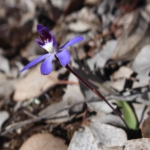 Cyanicula caerulea at Aranda, ACT - 9 Sep 2018