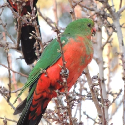 Alisterus scapularis (Australian King-Parrot) at Conder, ACT - 26 Aug 2018 by michaelb