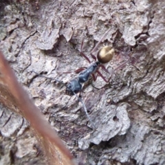 Camponotus suffusus (Golden-tailed sugar ant) at Aranda, ACT - 9 Sep 2018 by Christine