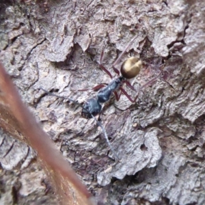 Camponotus suffusus at Aranda, ACT - 9 Sep 2018