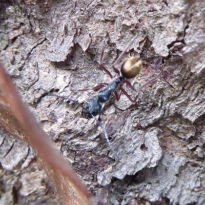 Camponotus suffusus (Golden-tailed sugar ant) at Aranda Bushland - 9 Sep 2018 by Christine